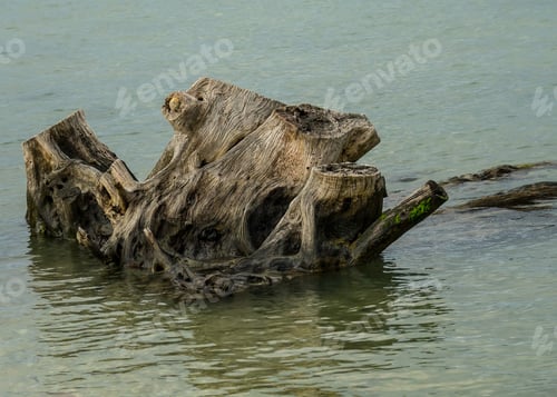 Preview: A Close Up Of The Texture Of The Grains In A Tree Stump Growing In The Edge Of A River