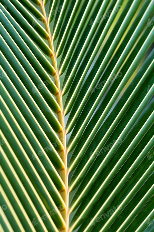 Preview: Background Or Texture Of A Green Tropical Palm Leaf