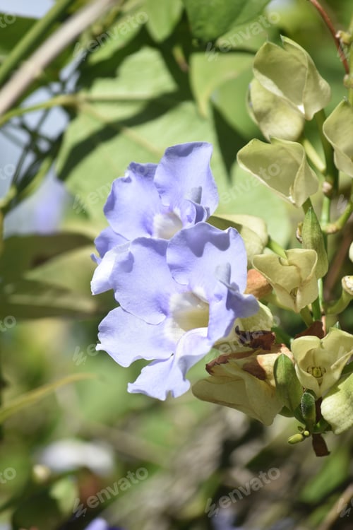 Preview: Beautiful Blue Petals On A Pair Of Morning Glory Flowers