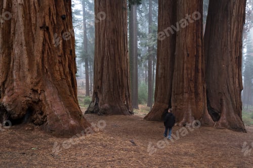 Preview: Adult Male Enjoying Nature In A Giant Sequoia Forest With Fog In The Background