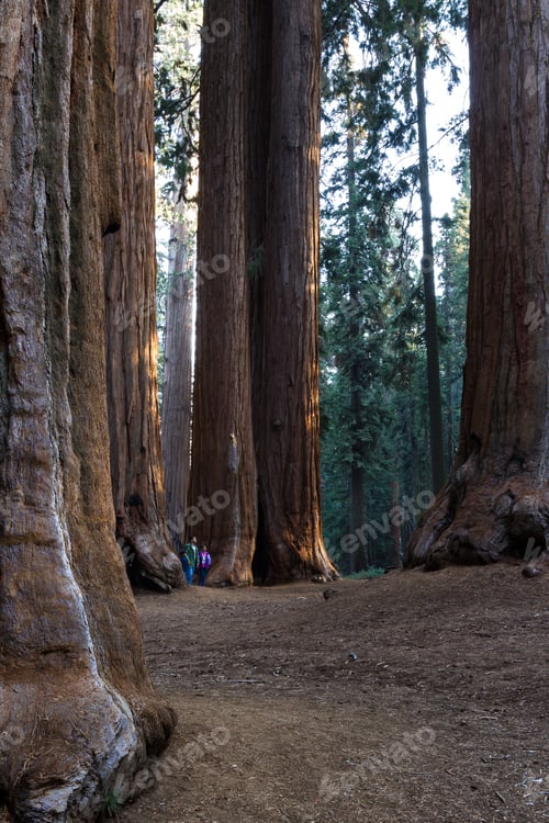Preview: Sequoia Np, California - November 18: Family Posing For A Picture At The Base Of The Giant