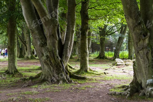 Preview: Beautiful Mature Beech Trees In Clava Cairns Near Inverness, Scotland