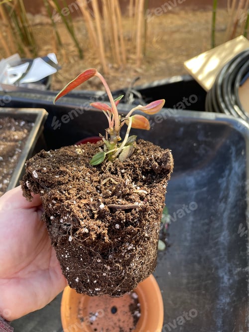 Preview: A Peperomia Eden Rosso Plant With Bright Leaves 2867