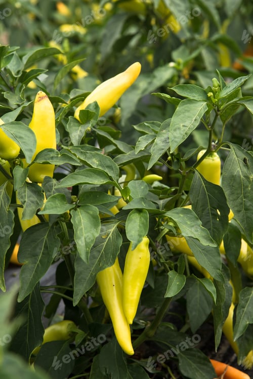 Preview: Green Italian Pepper Growing On The Farm