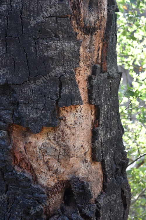 Preview: California With Charred And Burnt Wood In The Forest.