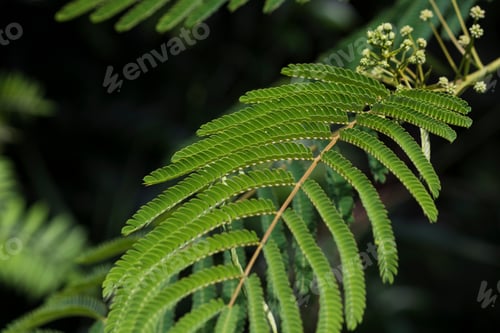 Preview: Closeup Of Pretty Pink Wispy Mimosa Tree Flower Selective Focus