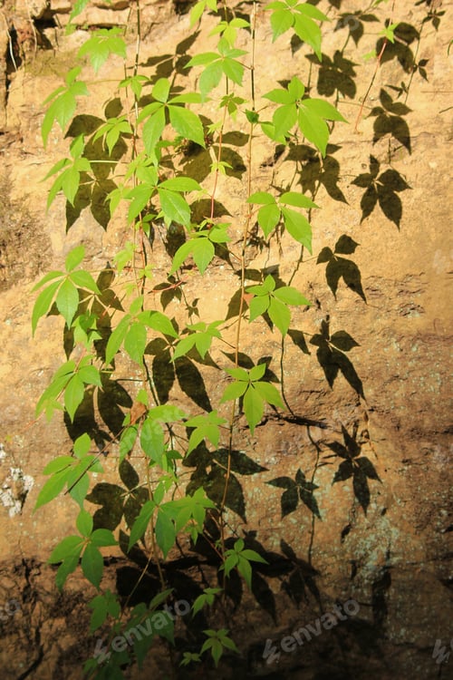 Preview: Hanging Leaf Vines Of Life - Colors In Nature Background - Inspirational Growth