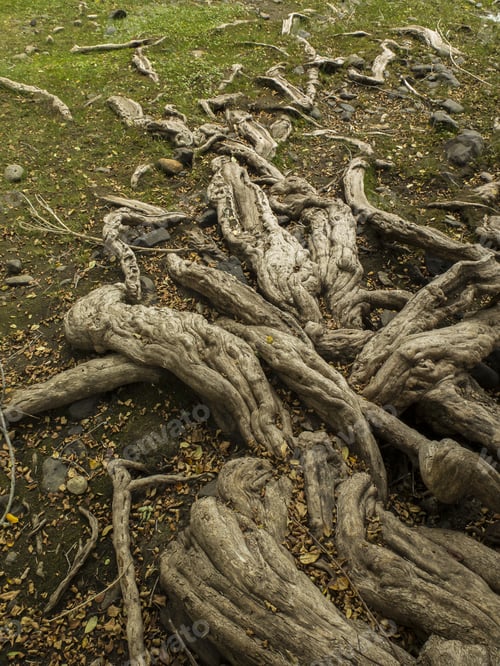 Preview: Entagled Roots Of Myceugenia Exsucca, Tree That Grows On Swampy Areas. Patagonia. Lacar Lake Coast.