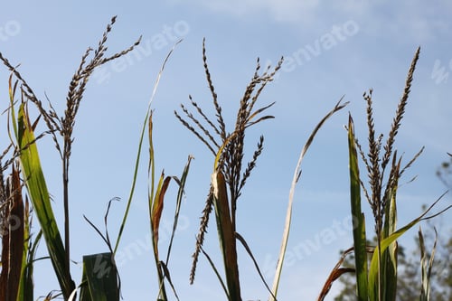 Preview: Tall Corn Plants Growing In An Agricultural Field Under A Clear Blue Sky. 3407