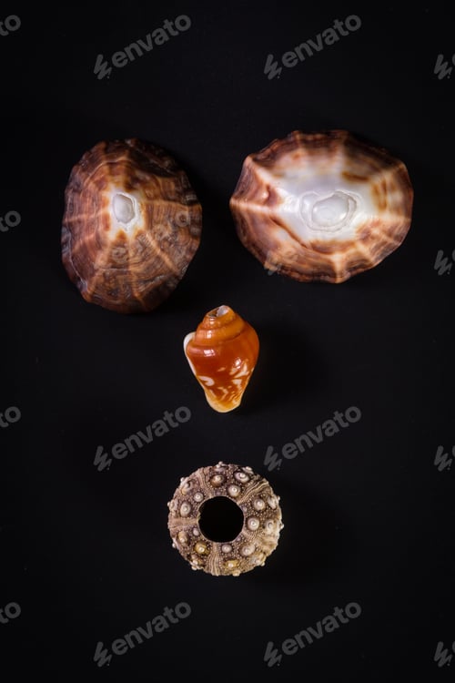 Preview: Sea Shells Arranged So That They Create A Face Emanating Emotion