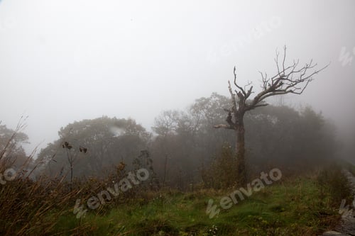Preview: Trees In A Thick Fog