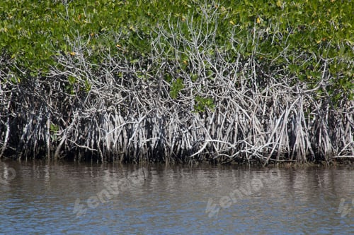 Preview: The Everglades With Mangrove Trees