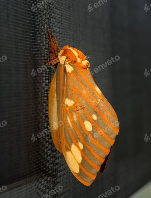 Preview: Macro Image Of A Large Regal Moth Known As Citheronia Regalis Which Landed On The Window Screen In