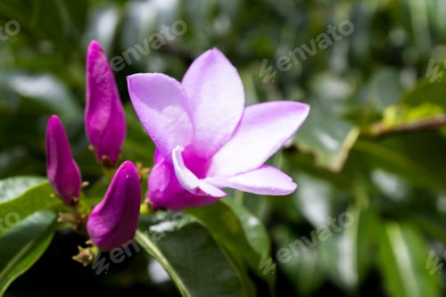 Preview: Close Up Of A Beautiful Purple Flower With Five Delicate Petals With A Group Of Blooms Ready To
