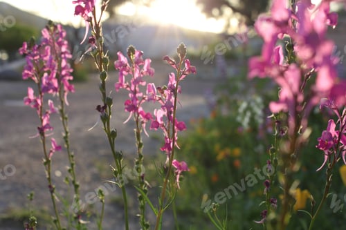 Preview: A Desert Penstemon With Pink Flowers 6617