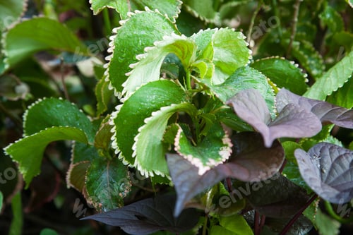 Preview: Leaves For A Natural Pattern