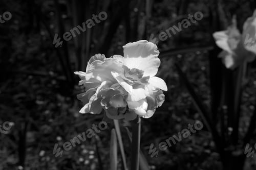 Preview: Daffodil In Black And White