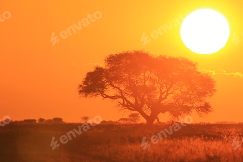 Preview: African Sunset - Golden Background Of Nature - Shine Of Light And Wonder