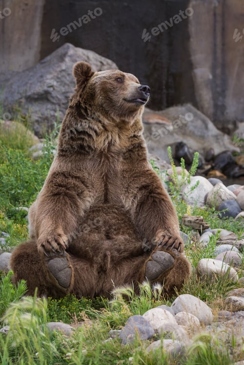 Preview: Adult Male Grizzly Bear Sitting On His Rear End Reaching For His Rear Feet