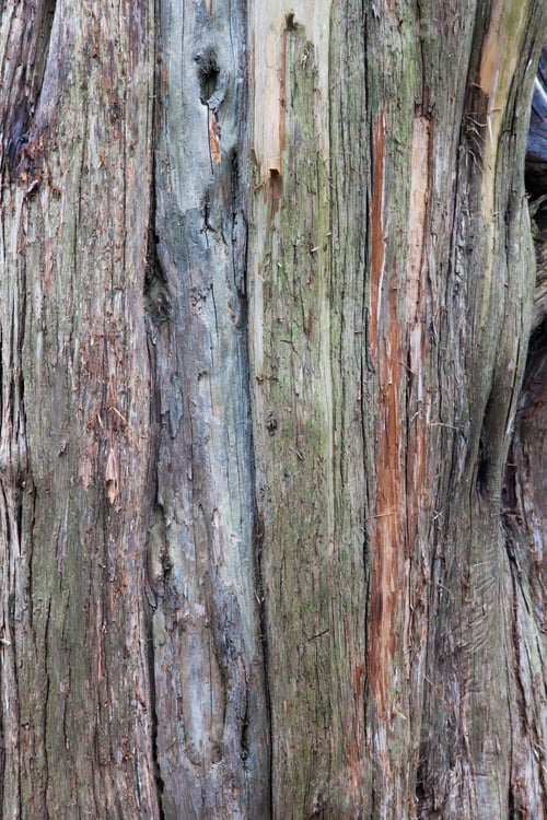 Preview: Veriegate Tree Bark For Abstract