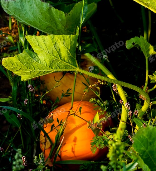 Preview: Sunshine On Pumpkins In A Pumpkin Patch In New Brunswick, Canada.