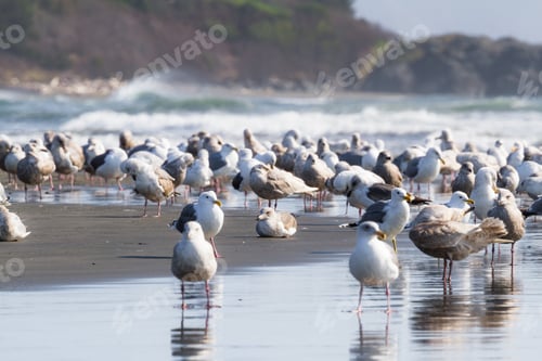 Preview: Large Colony Of Sea Gulls Enjoying A Sunny Day In Pebble Beach, Crescent City California As They