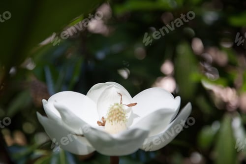 Preview: Magnolia Blossom With Green Tree Leaves