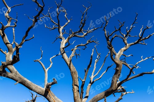 Preview: Looking Up Perspective Of An Old Dead Snag Over A Beautiful Deep Blue Sky In The Background