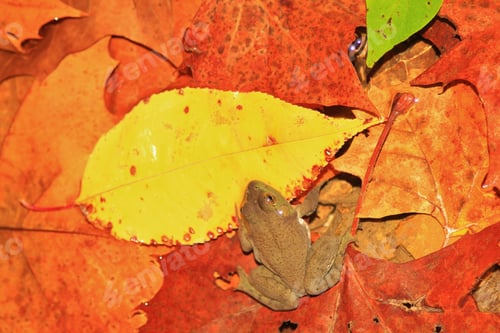 Vista previa: Autumn Leaves And Fall Frog - Colors In Nature Background - Colorful Home