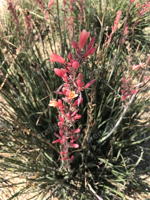 Preview: A Red Yucca Plant With Small Flowers 4569