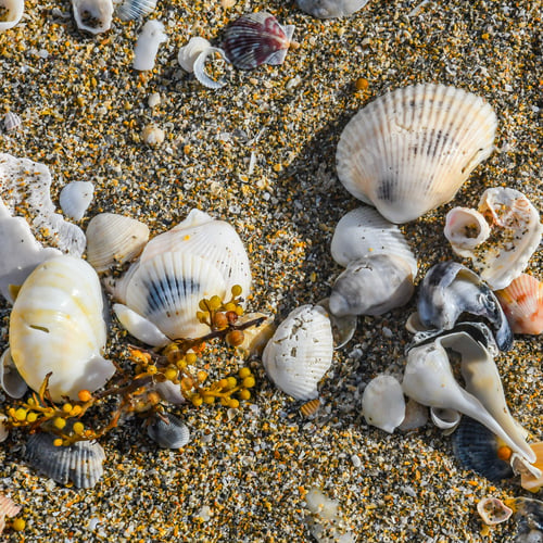 Preview: An Assortment Of Seashells And Seaweed As They Lay On The Beach As The Waves Deposited Them