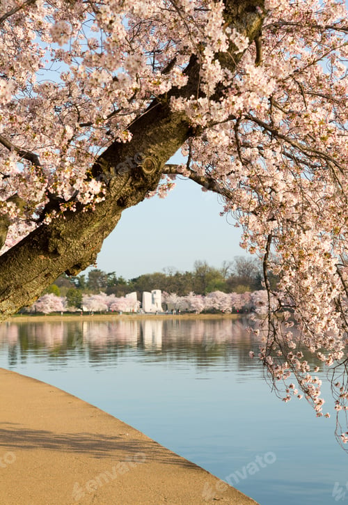 Preview: Detailed Photo Of A Bunch Of Bright Japanese Cherry Blossom Flowers By Path Around Tidal Basin In