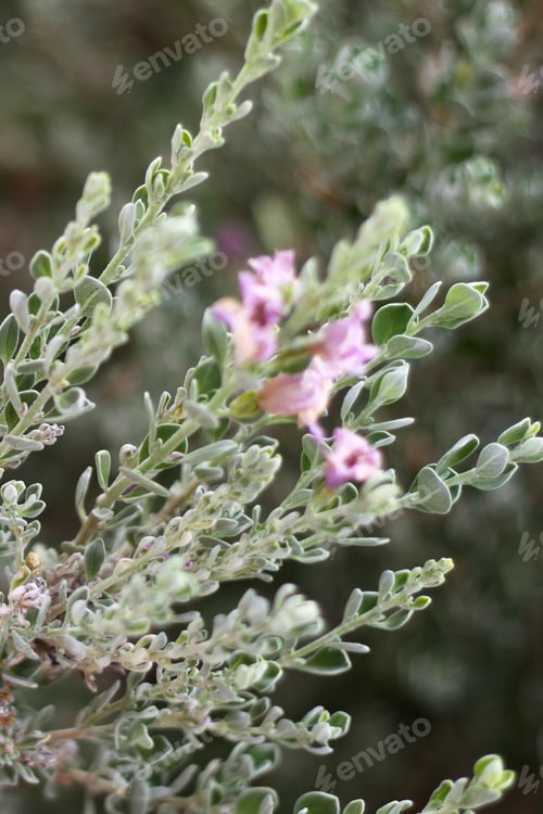 Preview: A Leucophyllum Fructescens Cenizo Plant With Purple Flowers 0726