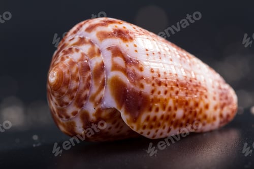 Preview: Beautiful Sea Shell Adorned By Amazing Natural Patterns And Color