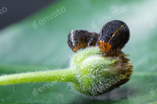 Preview: Close Up Of A Small Tropical Catterpilar Walking On A Green Flower Bud