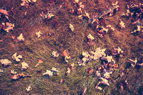 Preview: Autumn