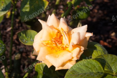 Preview: Pink And Yellow Rose