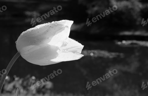Preview: Tulip In Black And White