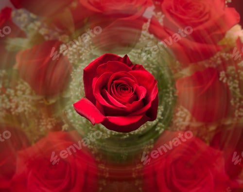 Preview: Detailed Close Shot Of Velvet Red Rose In Concept Of Romantic Valentines Bouquet Blurred With Motion