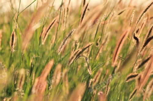 Preview: Wild Grass - Nature Background Of Fine Detail - Growth Of The Land