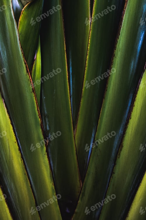 Preview: Green Sansevieria Trifasciata Plant. Sao Jorge'S Sword Green Tonality.