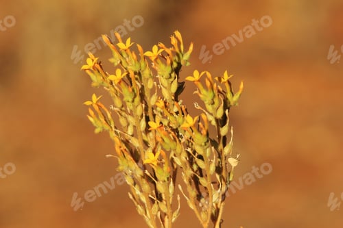 Preview: Yellow Succulent - African Wild Flower Background - Natural Backgrounds