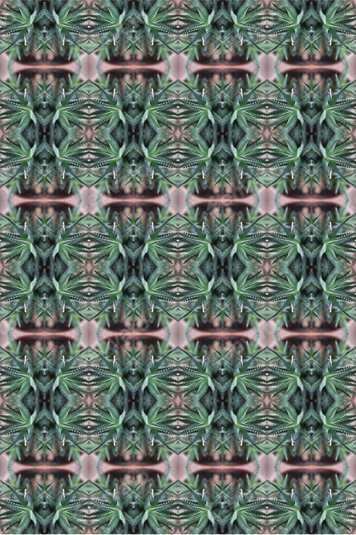 Preview: A Zebra Succulent Plant Abstract With Green And White Striped Triangular Leaves 0591
