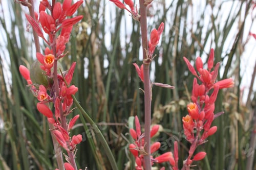 Preview: Tiny Flowers And Buds On Red Yucca Stalks 5539