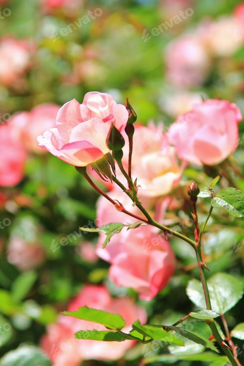 Preview: Rose Of Beauty - Garden And Flower Backgrounds - Decorations From Nature
