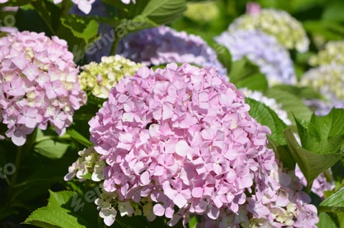 Preview: Flowering Light Pink Hydrangea Blossom In Bloom.