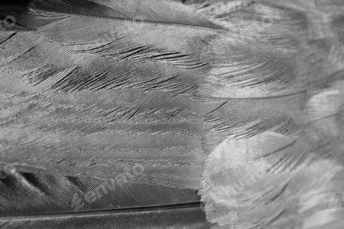 Preview: Fine Feathers - Grey Background - Natural Textures And Colors