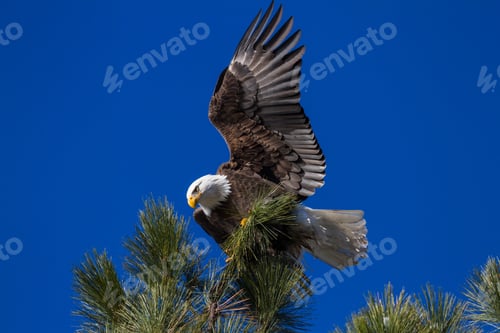 Preview: Adult American Bald Eagle Perched On A Tree Branch, Coeur D' Alene, Idaho. 2015