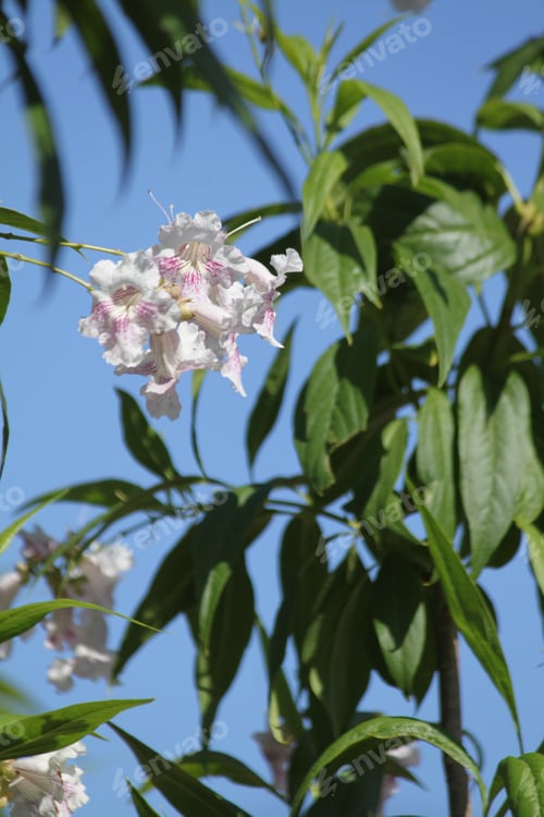Preview: White Chitalpa Blooms Signal Summer 5773