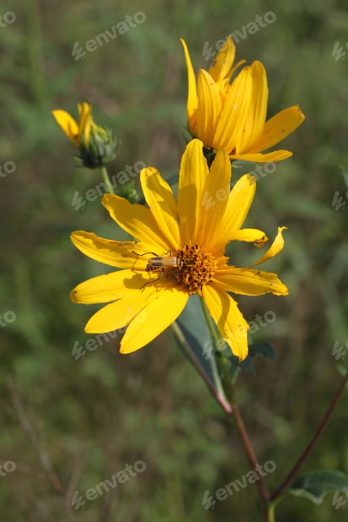 Preview: Bright Gold And Yellow Sunflowers With A Common Red Soldier Beetle. 3517